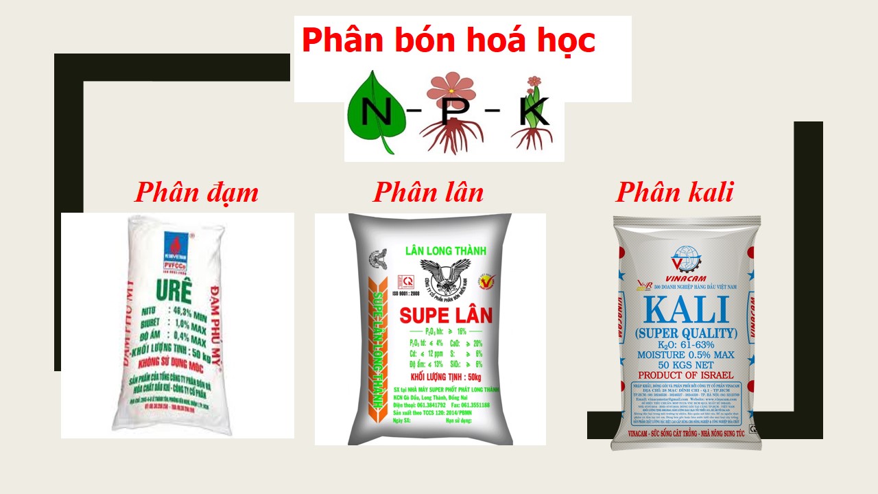 Các Loại Phân Bón Hóa Học: Tìm Hiểu Để Tăng Năng Suất Cây Trồng